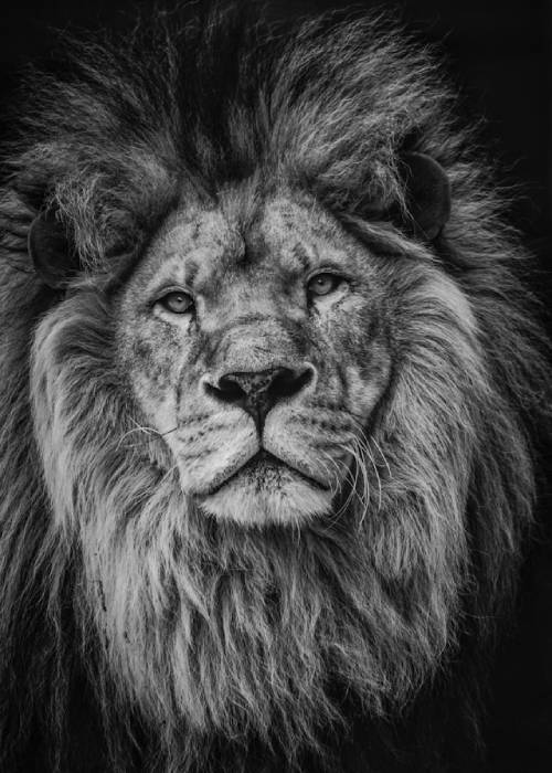 Black and white close-up of a lion conveying quiet strength and presence